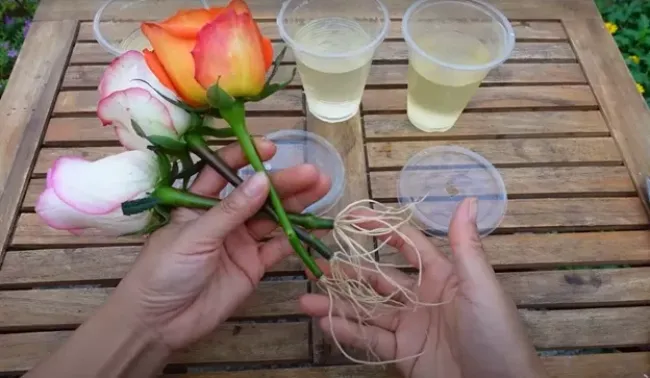 Укореняем капризные черенки роз с помощью губки: простой метод для успешного результата