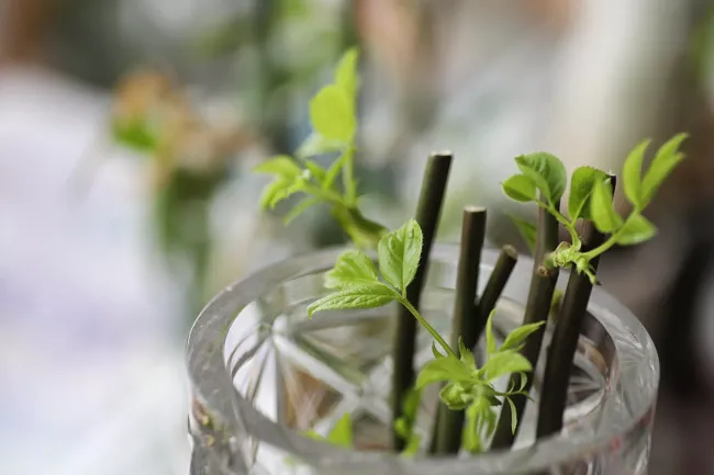 Яичный белок для укоренения черенков: простой способ без химии