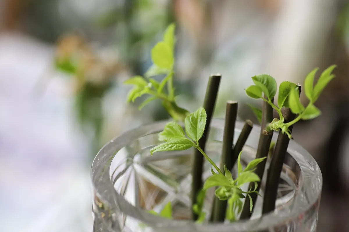 Яичный белок для укоренения черенков: простой способ без химии