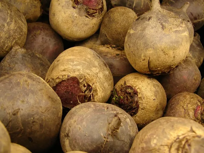 Как правильно сажать свёклу: советы по выбору места и почвы для богатого урожая