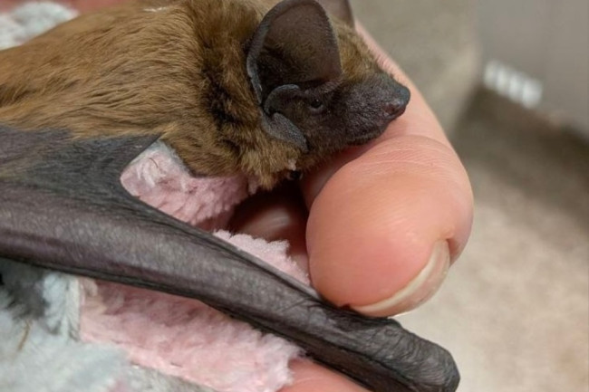 В Саратовской области успешно прооперировали летучую мышь