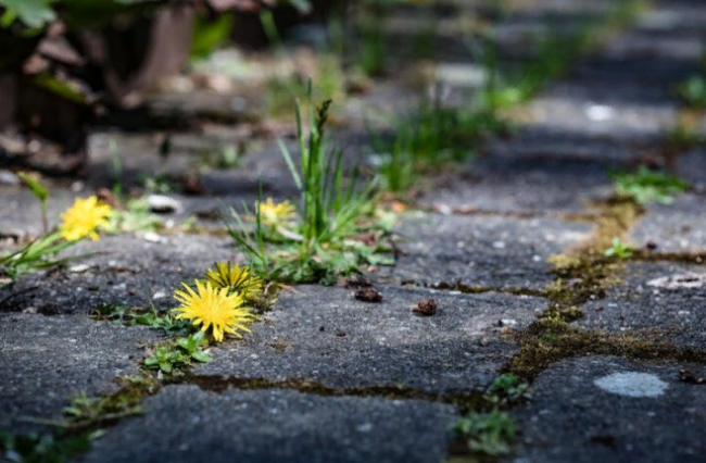 Избавьтесь от сорняков на дорожках с помощью расплавленного парафина