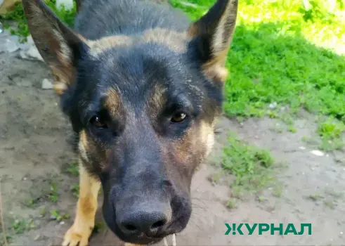 В Энгельсе женщина пострадала от нападения собаки на улице Томской