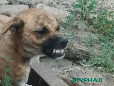 Бездомная собака укусила мальчика в Саратове, возбуждено уголовное дело