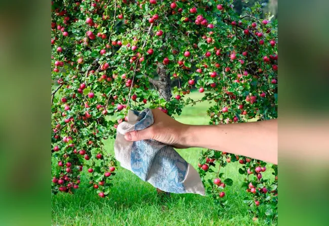 Как защитить яблони от муравьёв: простой способ с тряпками и маслом