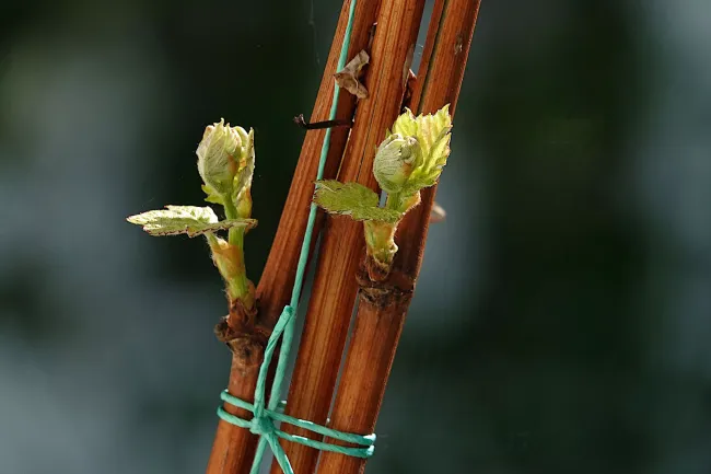Проращивание черенков с помощью бананов: простой способ для активного корнеобразования