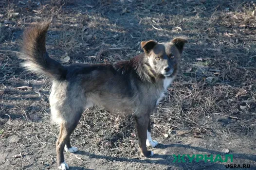 Приют &laquo;Хати&raquo; подал иск к администрации Волжского района Саратова