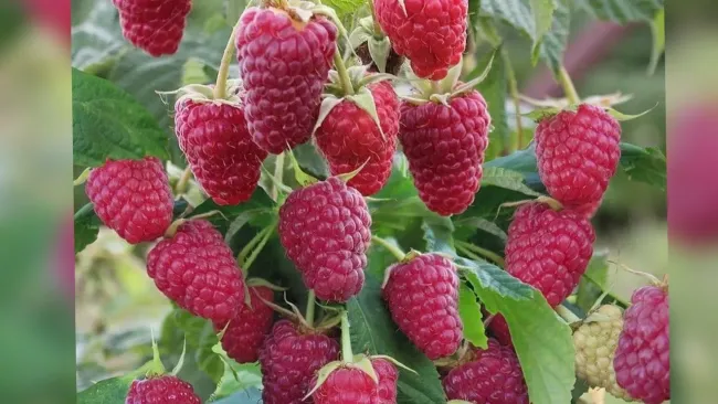 Подкормка малины весной: как просто повысить урожай с помощью двух ингредиентов