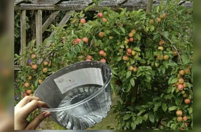 Эффективная водная преграда для защиты яблонь от муравьев без затрат