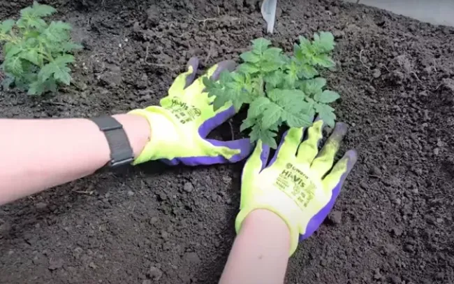 Секрет богатого урожая: как сорняки помогут вашим овощам вырасти в 20 раз быстрее