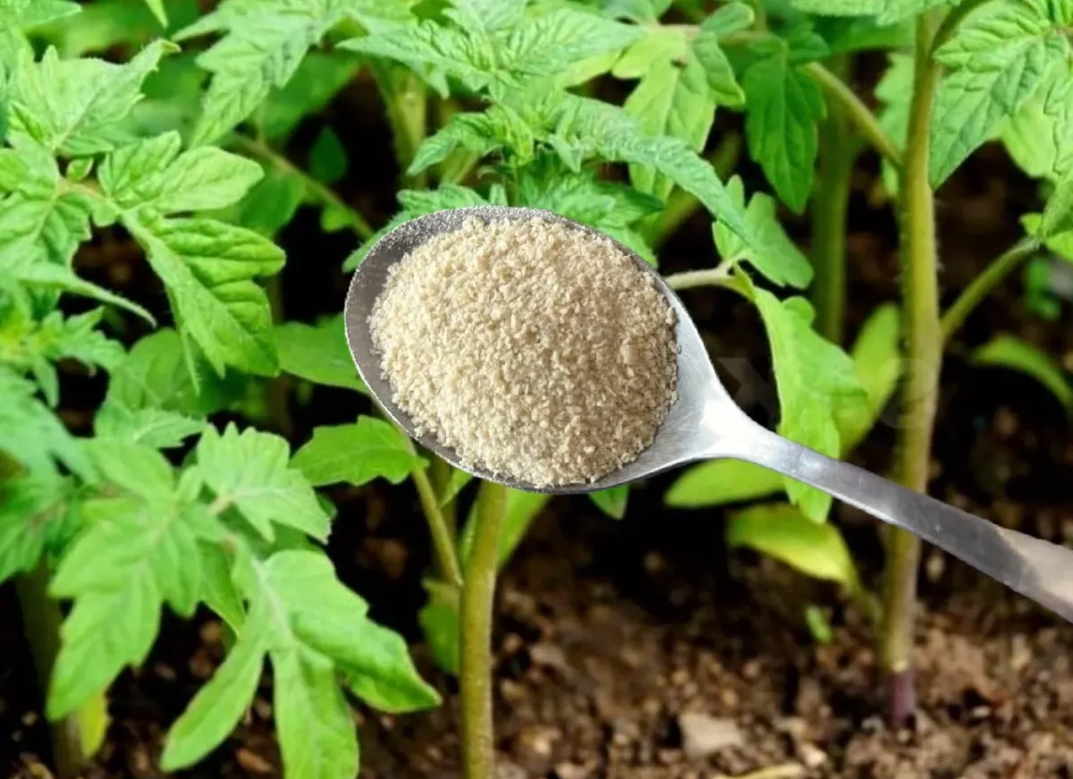 Подкормка для рассады из овсяных хлопьев: крепкие саженцы за 3 часа