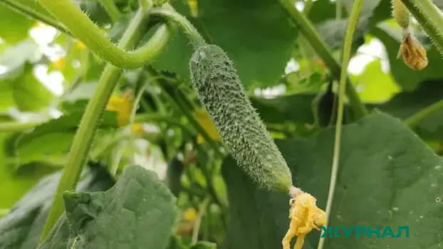 Ранний урожай огурцов: как вырастить первые плоды уже в мае