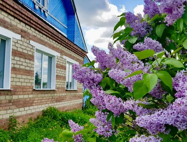 Сирень в саду: как избежать разрушения фундамента и сохранить урожай