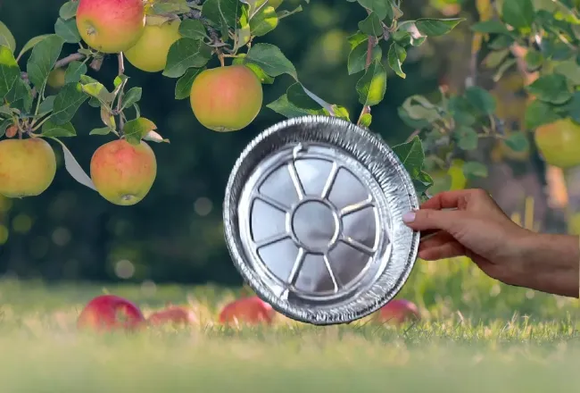 Защитите яблоню от муравьев с помощью простой водной преграды из фольги