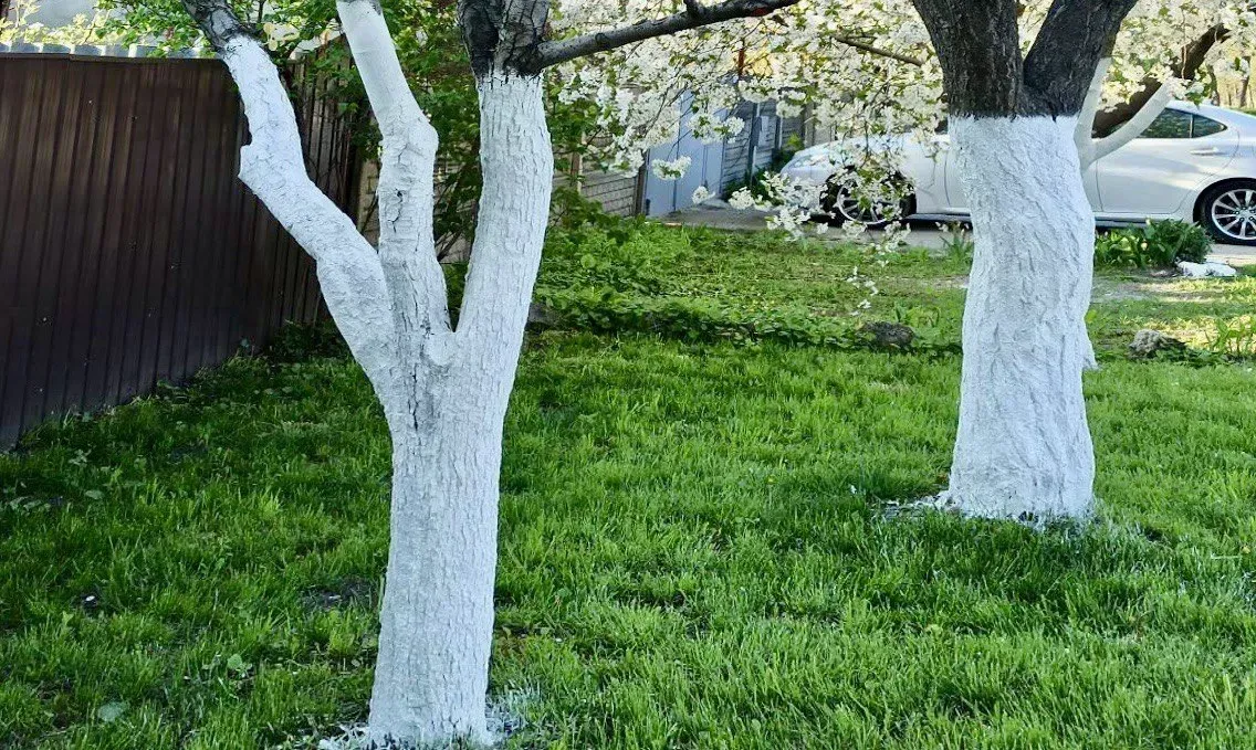 Эффективная побелка деревьев: простой рецепт, который защитит на весь сезон