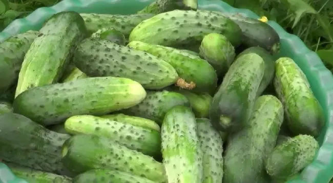 Что посадить рядом с огурцами: бобы и горох для улучшения урожая