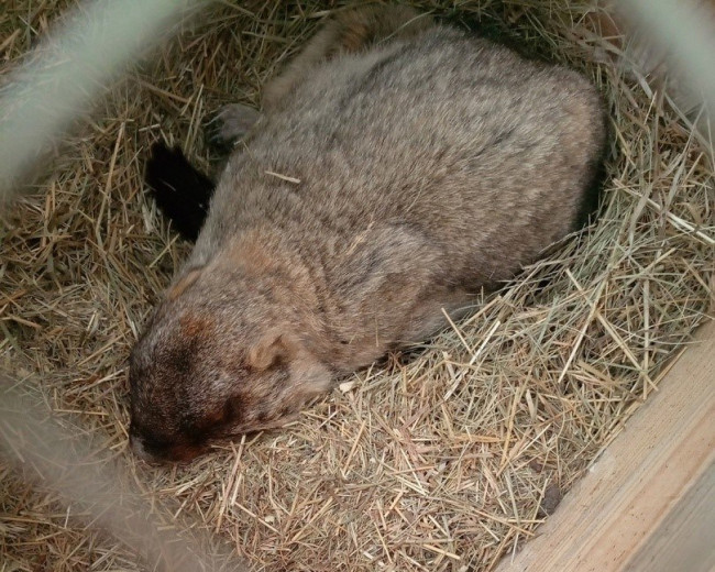 Сурки начали выходить из спячки в Саратовской области
