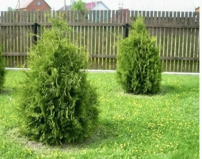 Опасности туи: 3 причины, почему это дерево лучше не сажать на участке