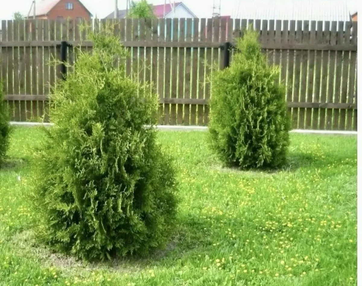 Опасности туи: 3 причины, почему это дерево лучше не сажать на участке