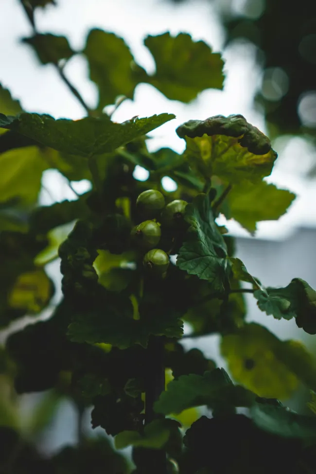 Обработка смородины: простой раствор из трав для защиты и питания