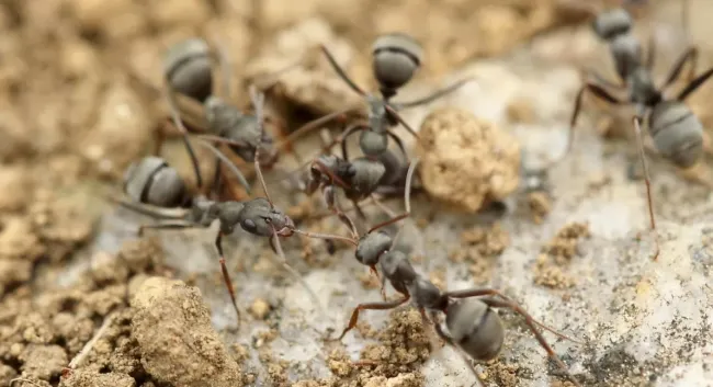 Как избавиться от муравьев и тли на даче: эффективные методы и советы