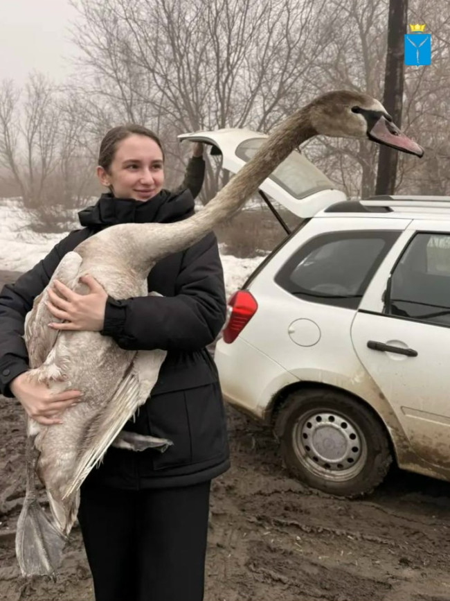 Лебедя с вывихом спасли в Антоновке, он проходит реабилитацию