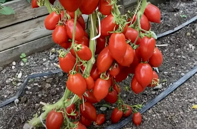 Заправка для лунки: 5 простых ингредиентов для крепких томатов и отличного урожая