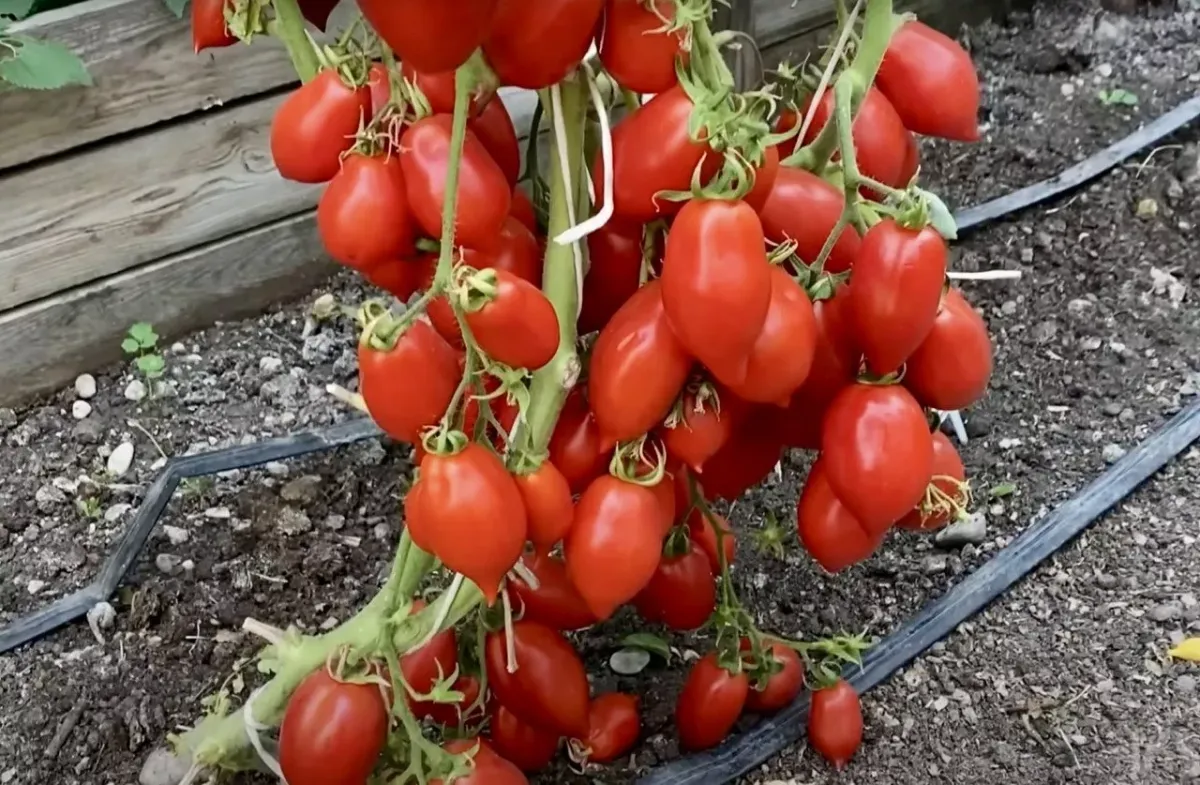 Заправка для лунки: 5 простых ингредиентов для крепких томатов и отличного урожая