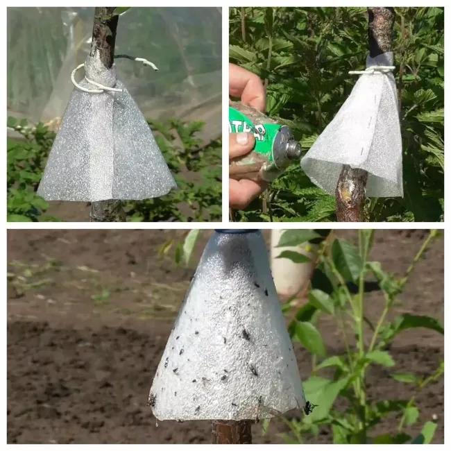 Сухой ловчий пояс-воронка: простой способ защитить деревья от вредителей