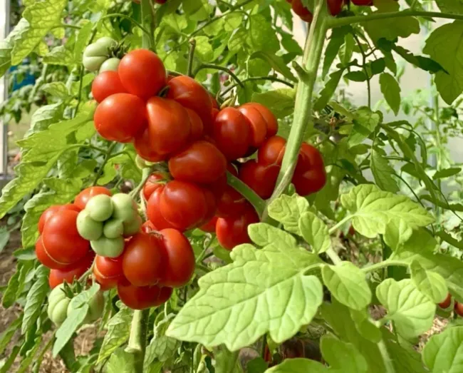 Лён как сидерат: защита томатов от фитофторы без вредителей