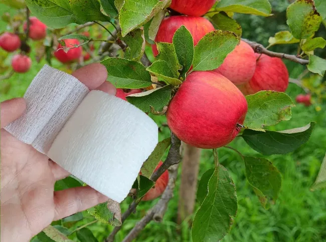 Эффективный способ защитить яблони от муравьев с помощью подручных материалов