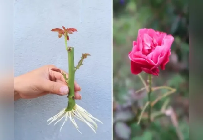 Выращивание розы из черенка букета: сохраните память о подарке на долгие годы