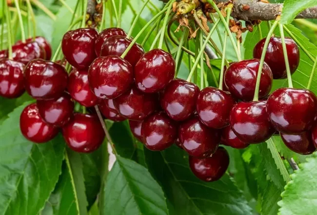 Подкормка вишни доломитовой мукой: как получить сладкие и крупные ягоды