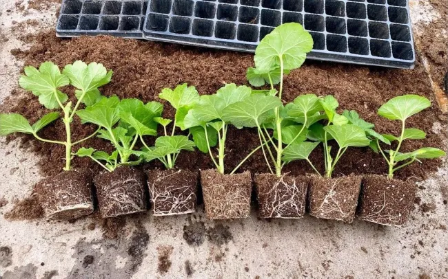 Корица и мед для укоренения черенков: как добиться успеха без гниения