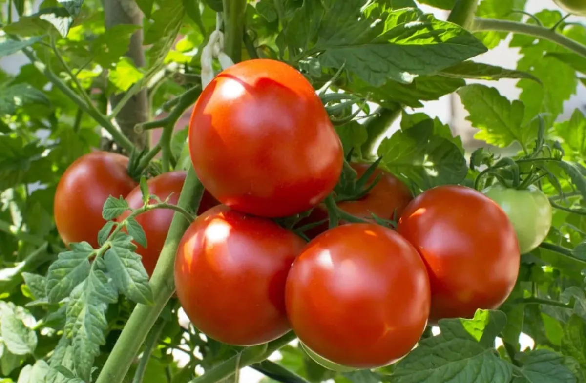 Как вырастить до 38 кг помидоров с 7 кустов: секреты формирования стволов