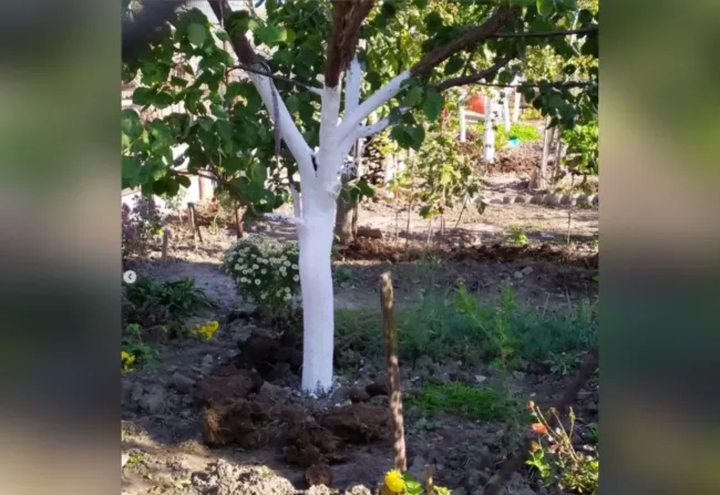 Побелка деревьев: простой рецепт защитной смеси для здоровья сада