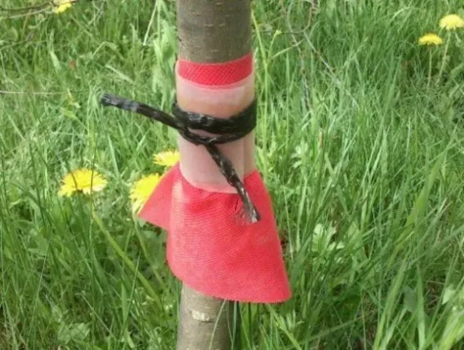 Эффективная ловушка для муравьев: защитите яблоню с помощью простого ловчего пояса