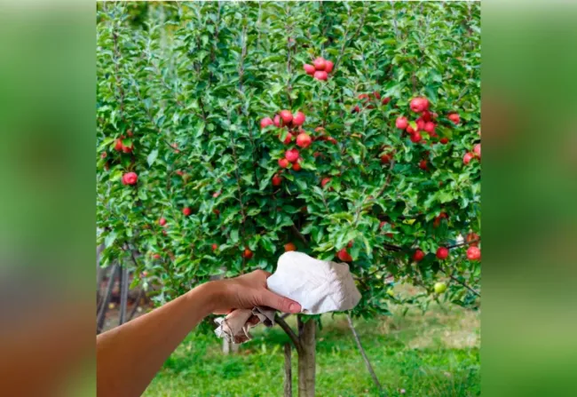 Эффективный ловчий пояс для яблонь: защитите сад от муравьев и других вредителей