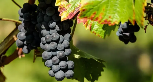 Как правильно подкормить виноград весной для богатого урожая: три простых шага