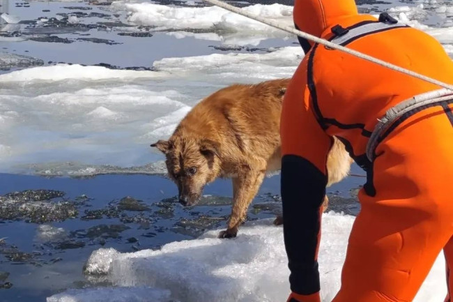 В Саратове спасли собаку, уплывшую по Волге на льдине