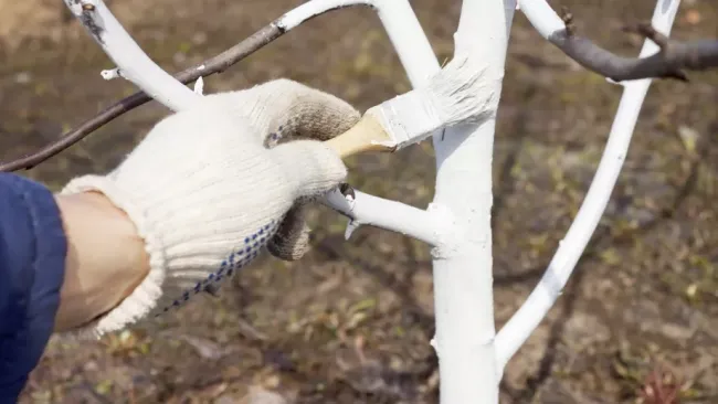 Побелка деревьев с добавлением муки: как сделать состав стойким к дождю