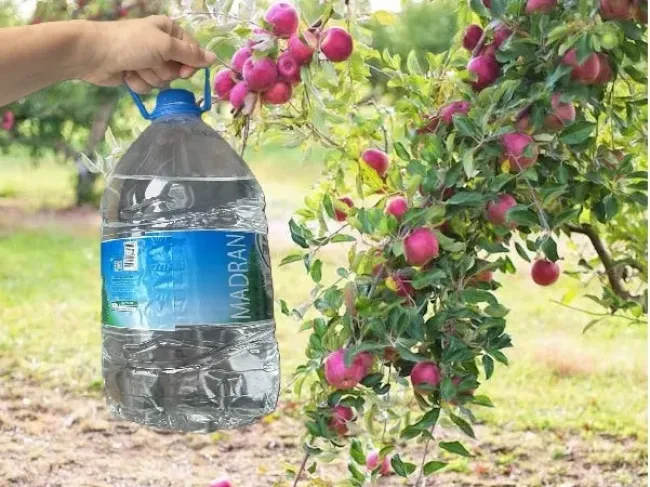 Защитите яблони от муравьев с помощью простой конструкции из пластиковой бутылки