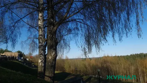 От 50 рублей за литр: в Саратовской области начали продавать березовый сок