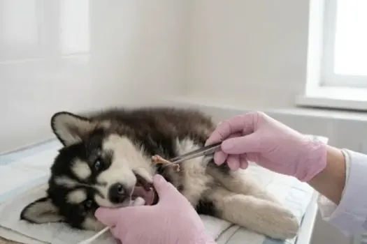 Саратовские ветеринары спасли щенка хаски с застрявшей в горле костью