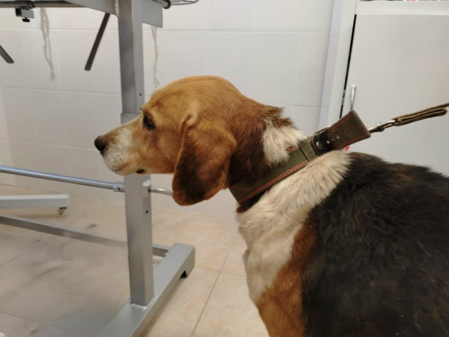 В Красном Куте у собаки диагностировали абсцесс и провели операцию
