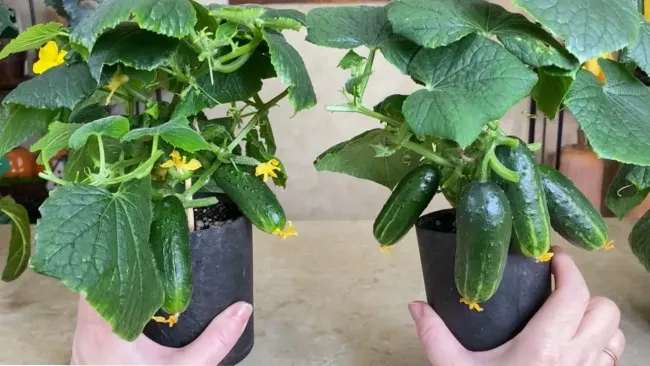 Домашняя подкормка для огурцов из свеклы и луковой шелухи для отличного урожая