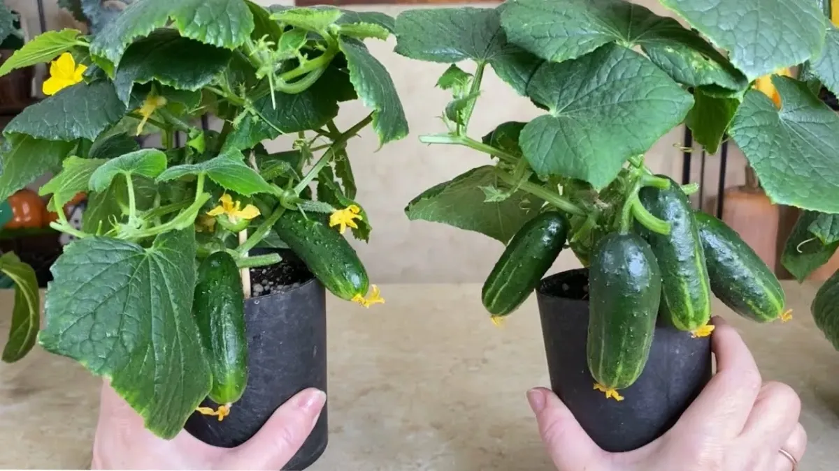 Домашняя подкормка для огурцов из свеклы и луковой шелухи для отличного урожая