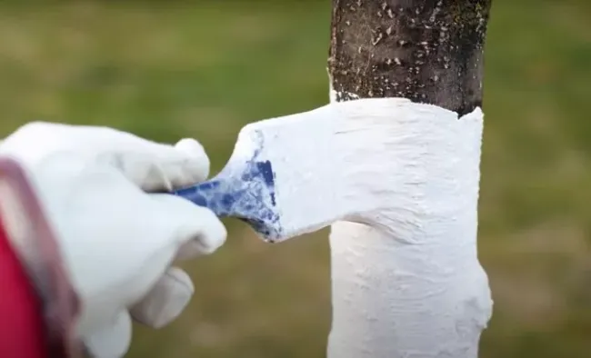 Побелка деревьев с сывороткой: как сделать состав, который не смоет дождь
