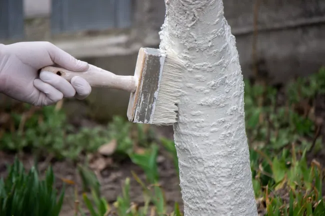 Эффективная побелка деревьев: как заменить известь на мел для защиты от вредителей