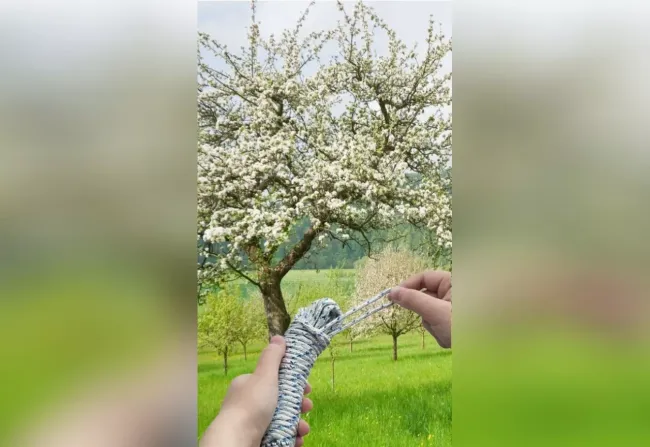 Эффективный ловчий пояс для защиты деревьев от муравьёв: просто и доступно